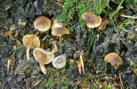 Graugezonter Zwerg-Risspilz (Inocybe petiginosa) - © Michaela und Gernot Friebes